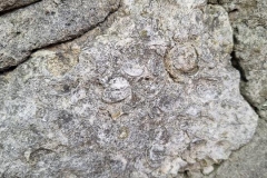 aagzfm5