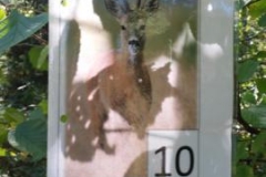 ic1