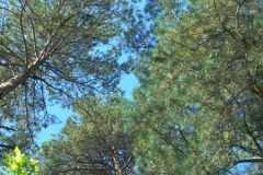 ic24