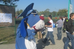 431